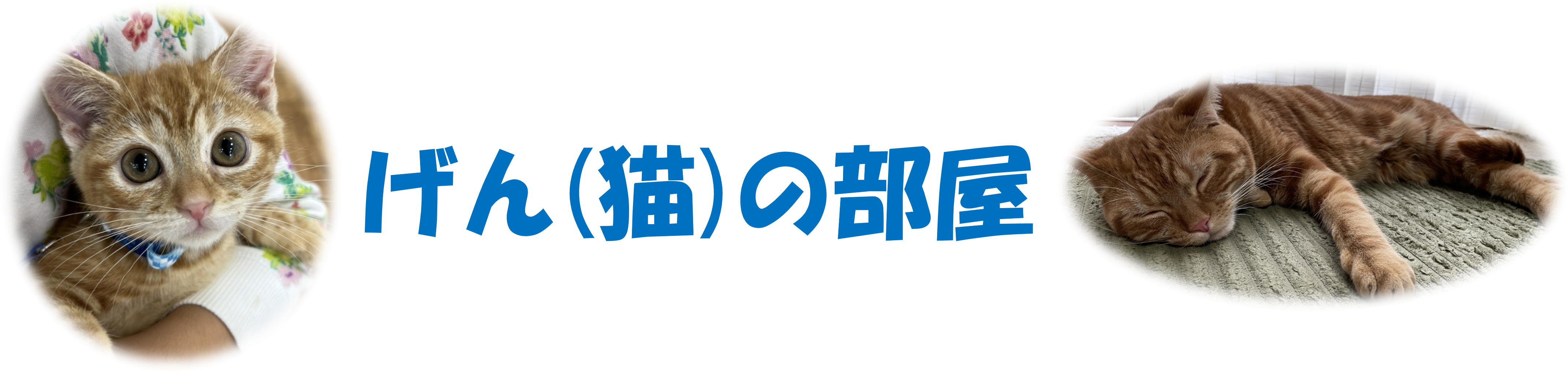 げん（猫）の部屋